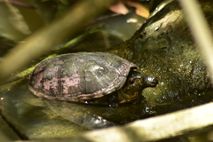 Kinosternon chimalhuaca