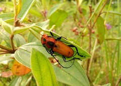 Euryphagus maxillosus