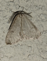 Macaria saphenata