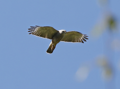Buteo ridgwayi