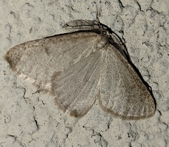 Macaria saphenata