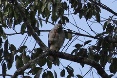 Buteo ridgwayi