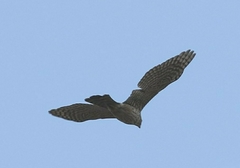 Accipiter