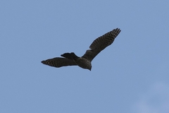 Accipiter