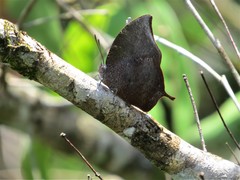 Memphis moruus