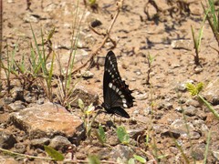 Papilio scamander