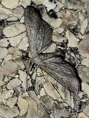 Glaucina interruptaria
