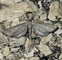 Glaucina interruptaria