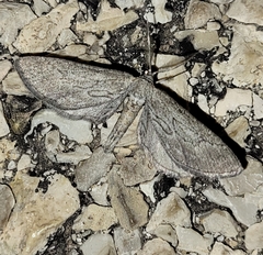 Glaucina interruptaria