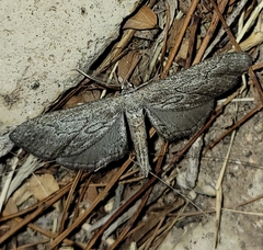 Glaucina interruptaria