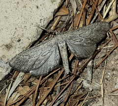 Glaucina interruptaria