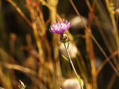 Centaurea tenacissima