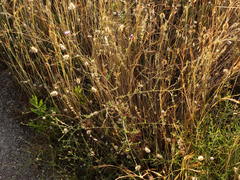 Centaurea tenacissima