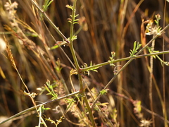 Centaurea tenacissima