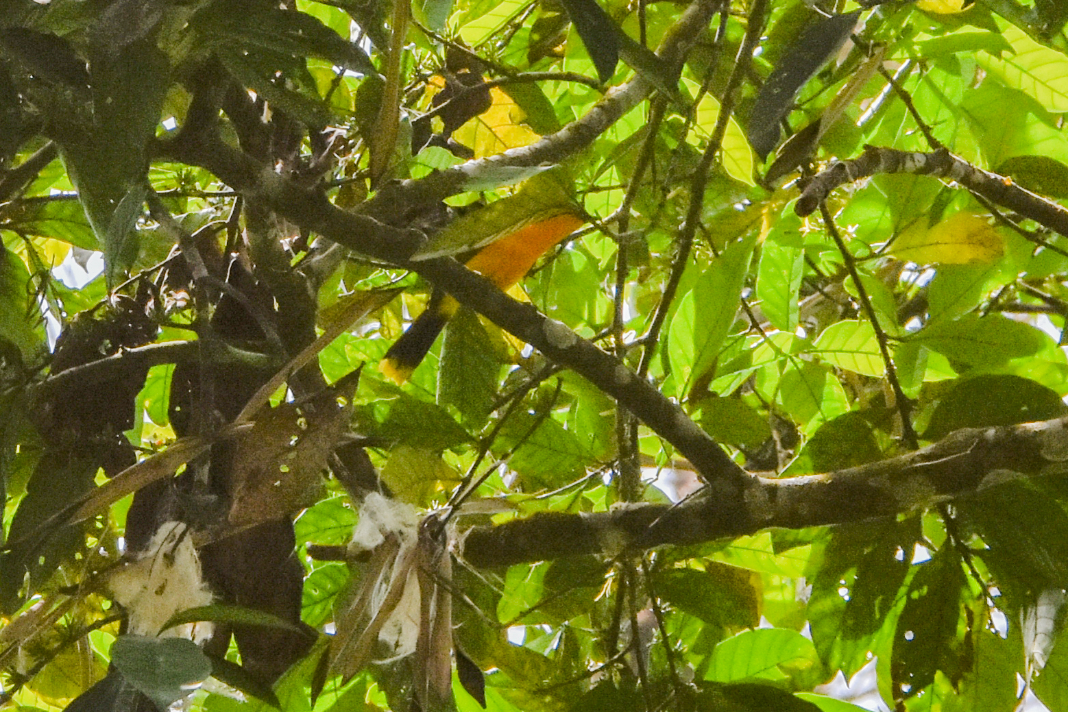 Many-colored Bushshrike (Chlorophoneus multicolor), photo 2