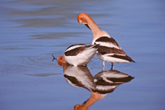 Recurvirostra americana