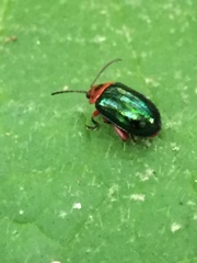 Kuschelina gibbitarsa