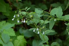 Mertensia paniculata borealis