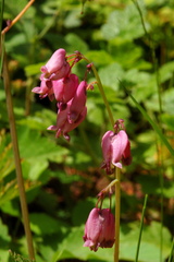 Dicentra formosa formosa