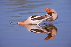 Recurvirostra americana