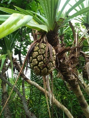 Pandanus odorifer