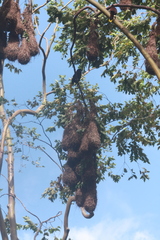 Psarocolius montezuma