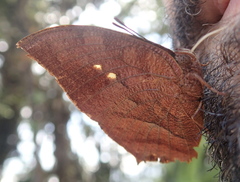 Fountainea centaurus