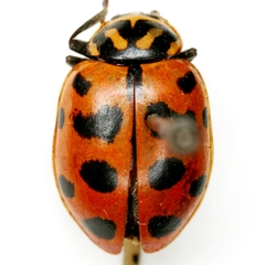Hippodamia quindecimmaculata