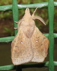 Leipoxais peraffinis