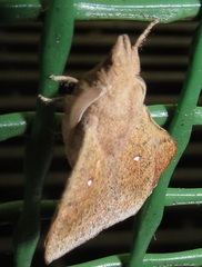 Leipoxais peraffinis