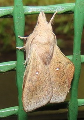 Leipoxais peraffinis