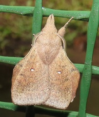 Leipoxais peraffinis