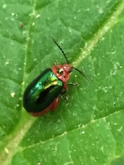 Kuschelina gibbitarsa