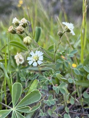 Hemizonia congesta luzulifolia