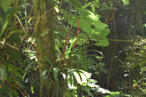 Image of Vriesea ensiformis by (c) Cajá-manga, some rights reserved (CC BY)