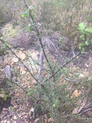 Genista triacanthos