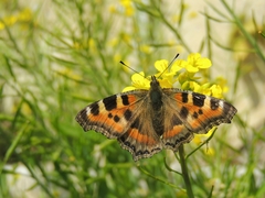 Aglais caschmirensis
