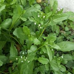 Calepina irregularis