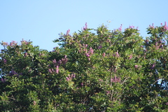 Lonchocarpus guatemalensis