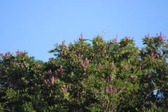 Lonchocarpus guatemalensis