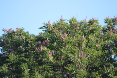 Lonchocarpus guatemalensis