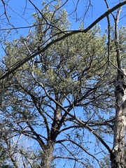 Pinus banksiana image