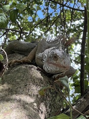 Iguana iguana