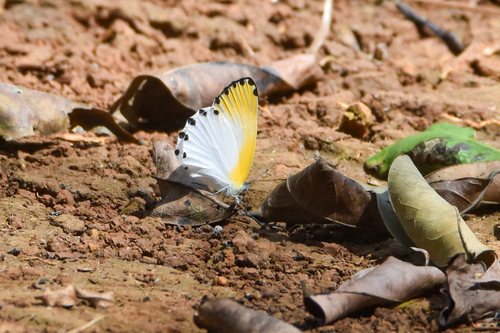 Mylothris jaopura