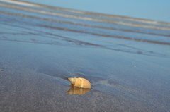 Buccinanops cochlidium