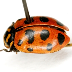 Hippodamia quindecimmaculata