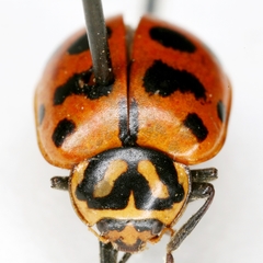 Hippodamia quindecimmaculata