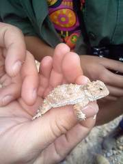 Phrynosoma