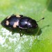 Four-spotted Sap Beetle - Photo (c) jhiebert, some rights reserved (CC BY-NC), uploaded by jhiebert