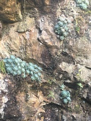 Echeveria elegans